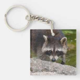 Porte-clefs Raccoon Fait Contact Direct Avec L'Oeil