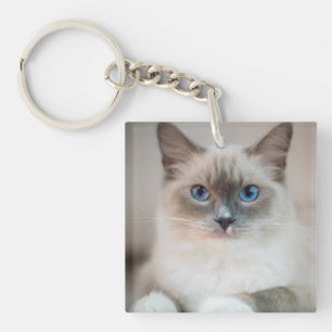 Porte-clefs Ragdoll Kitten Portrait