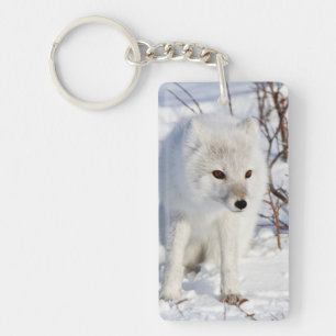 Porte-clefs Renard Arctique, Zone de gestion de la faune de Ch