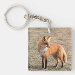 Porte-clefs Renard rouge dans un champ