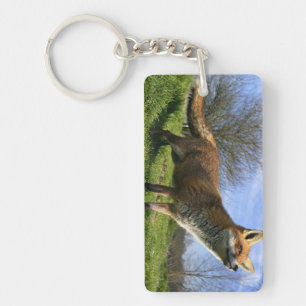 Porte-clefs Royaume-Uni, Angleterre. Renard roux (Vulpes vulpe