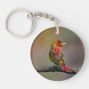 Porte-clefs Tangara écarlate en mue - Photographie originale