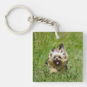 Porte-clefs Terrier Yorkshire mignon Traversant L'Herbe