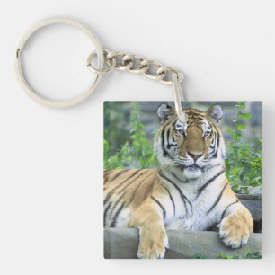 Porte-clefs Tigre mou dans l'herbe