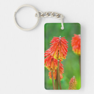 Porte-clefs Torche Lily (Kniphofia Uvaria), Cap occidental