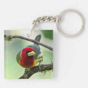Porte-clefs Toucanet émeraude du Nord & Barbet à tête rouge