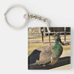 Porte-clefs Un paon sur une clôture, Idaho