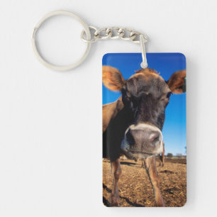 Porte-clefs Une vache jersiaise curieuse
