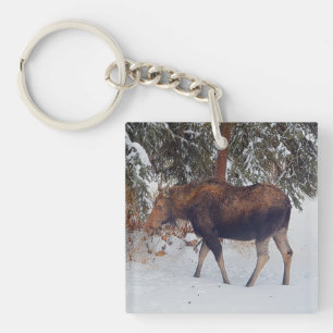 Porte-clefs Vache d'orignal sauvage canadienne en neige hivern