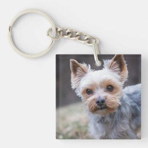 Porte-clefs Yorkshire terrier, chien, animal de compagnie