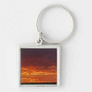 Porte-clés Acacia tortilis, Acacia tortilis, 2