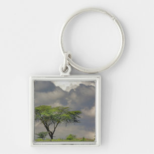 Porte-clés Acacia tortilis, Acacia tortilis, et 2