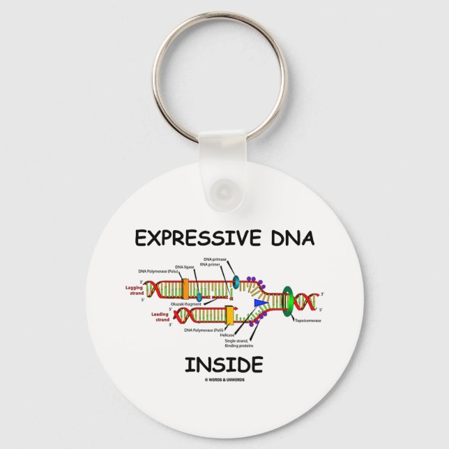 Porte-clés ADN expressif à l'intérieur (réplication de l'ADN) (Recto)