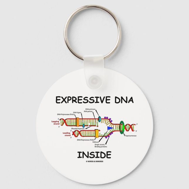 Porte-clés ADN expressif à l'intérieur (réplication de l'ADN) (Recto)