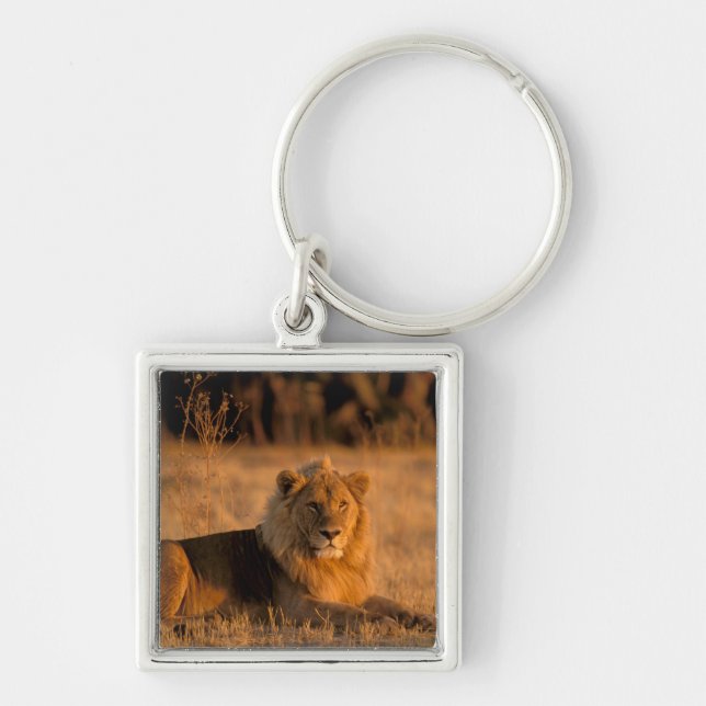 Porte-clés Afrique, Botswana, Delta de l'Okavango. Lion (Pant (Devant)