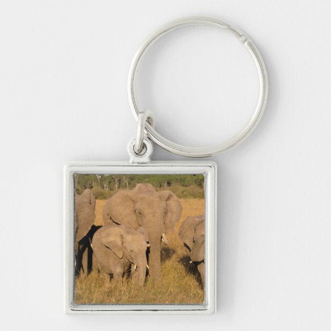Porte-clés Afrique, Kenya, Masai Mara. Éléphant d'Afrique (Devant)
