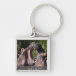 Porte-clés Afrique. Tanzanie. Hippopotame en combat