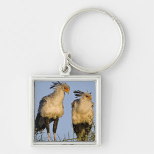 Porte-clés Afrique. Tanzanie. Oiseaux secrétaires à Ndutu