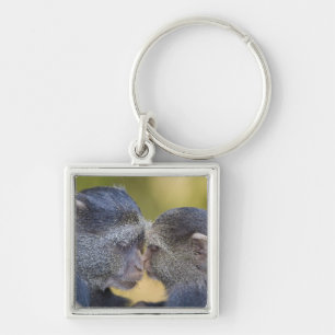 Porte-clés Afrique. Tanzanie. Singe bleu mère avec jeune