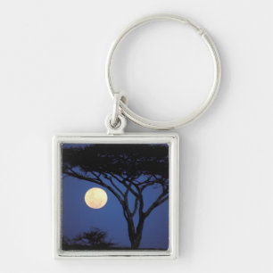 Porte-clés Afrique, Tanzanie, Tarangire. Arbre acacia dans