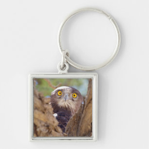 Porte-clés Aigle à serpent à poitrine blanche