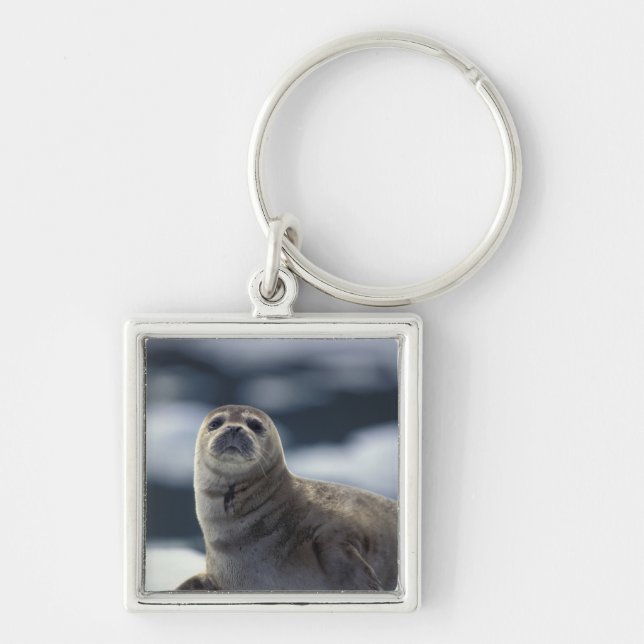 Porte-clés Alaska, région sud-est Phoque commun sur glace (Devant)