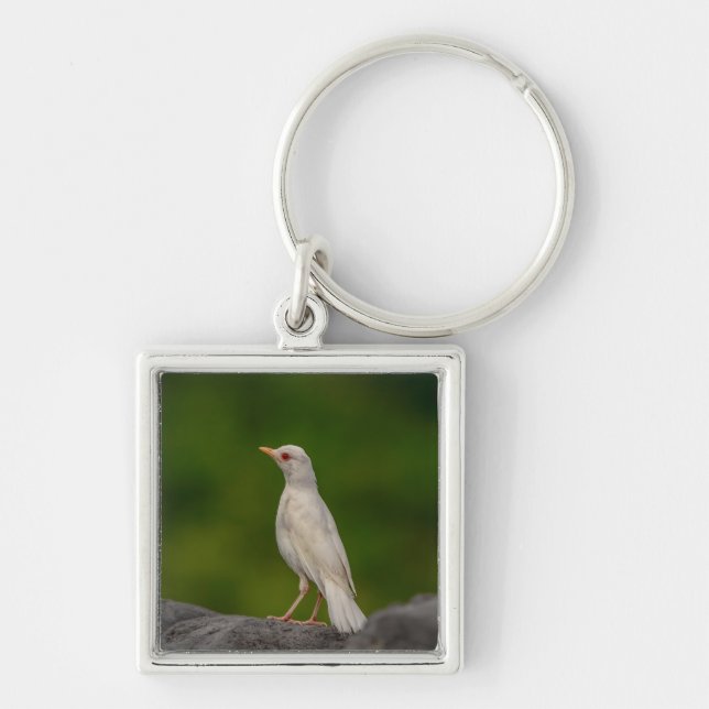 Porte-clés Albino Robin dans Crown Point (Devant)