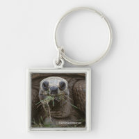 Aldabra Tortoise Pâturage