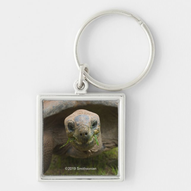 Porte-clés Alimentation Aldabra Tortoise (Devant)