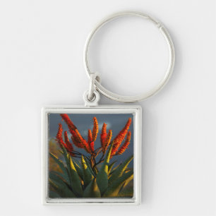 Porte-clés Aloès des montagnes (Aloe Marlothii Berger)