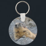 Porte-clés Alpine marmot on the roch<br><div class="desc">Alpine marmot (Marmota marmota) lying on the rock at La Plagne in the French Alps,  Savoie department</div>