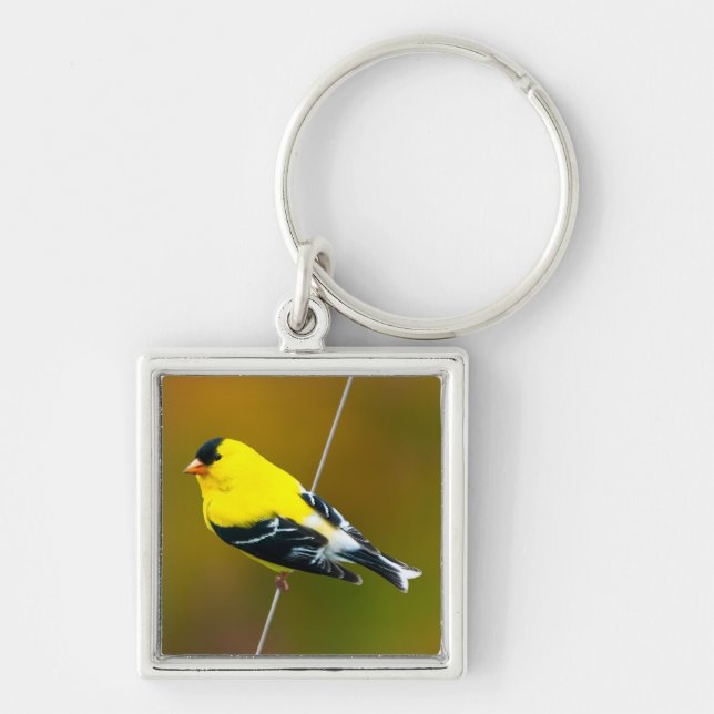 Porte-clés American Goldfinch - Photo originale (Devant)