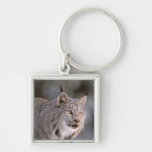 Porte-clés Amérique du Nord, États-Unis, Alaska, Haines. Lynx