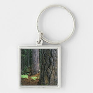 Porte-clés Amérique du Nord, États-Unis, Californie, Yosemite