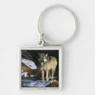Porte-clés Amérique du Nord, États-Unis, Minnesota. Loup (Can