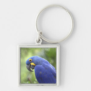 Porte-clés Amérique du Sud, Brésil, Pantanal