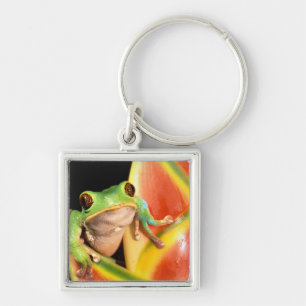 Porte-clés Amérique du Sud, Équateur, Amazonie. Grenouille ar