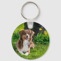 Amoureux des chiens photo pour animal de compagnie