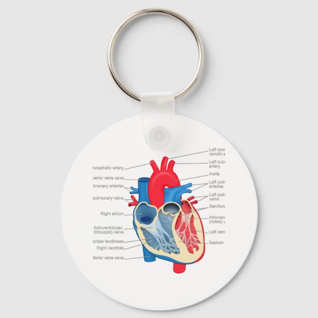 Porte-clés Anatomie_Coeur (Recto)