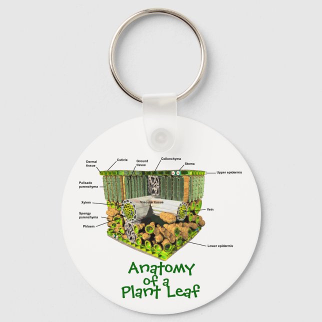 Porte-clés Anatomie d'un porte - clé feuille Plante (Recto)