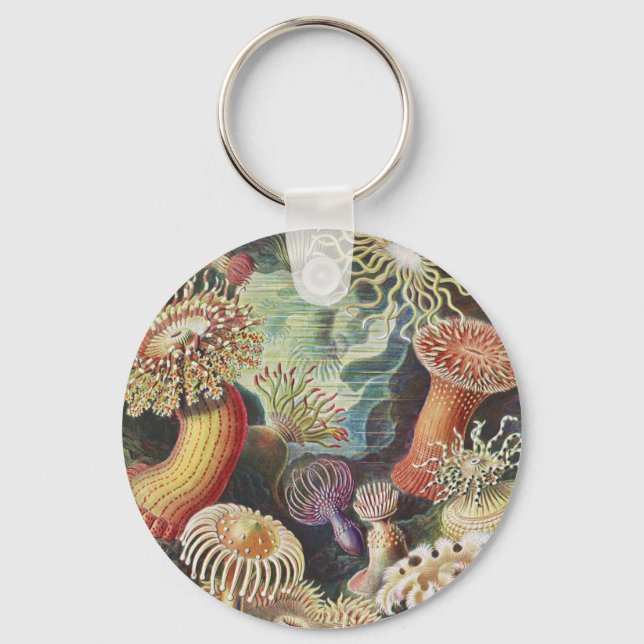 Porte-clés Anémones de mer, Actiniae Seeanemonen Ernst Haecke (Recto)