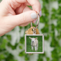 Animaux de bébés cutest | Lil Lamb