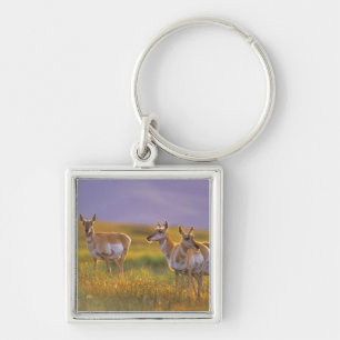 Porte-clés Antilope d'Amérique dans le Montana