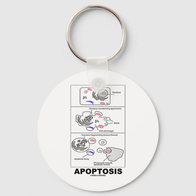 Porte-clés Apoptose (Biologie Mort Cellulaire) (Recto)