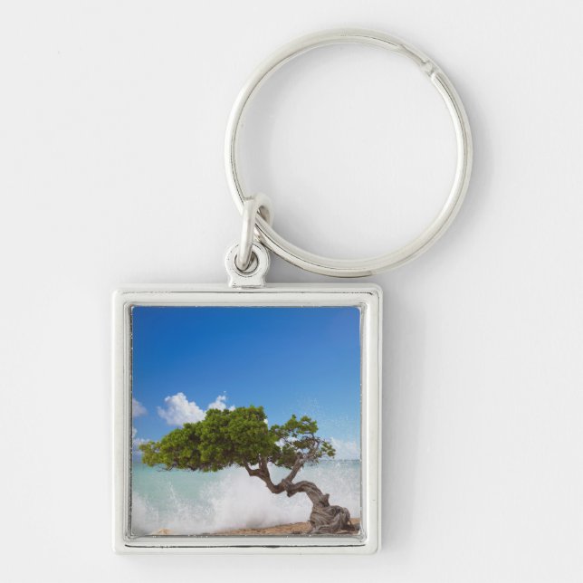Porte-clés Arbre Divi Divi, Eagle Beach, Aruba, Caraïbes (Devant)