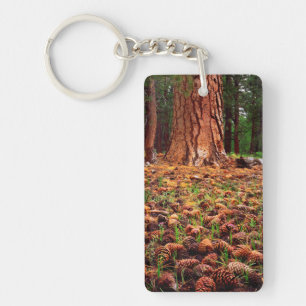 Porte-clés Arbre Ponderosa ancien avec des cônes de pin