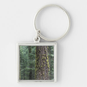 Porte-clés arbres de Séquoia géants dans la forêt, Sequoia et