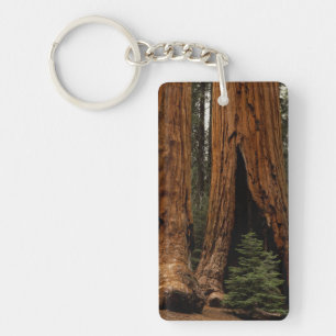 Porte-clés Arbres de séquoia, Parc national de Sequoia.