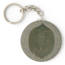 Arctinrus Boltoni Trilobite Fossil