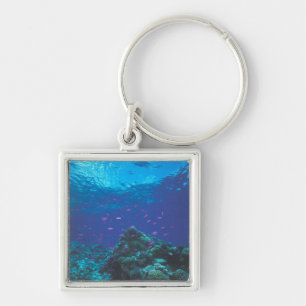 Porte-clés Australie, Grande Barrière de corail. Banc de pour